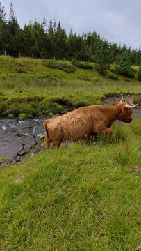 A gentle Highland cow feeds on rich green grass between peaceful hills beside a narrow river, creating a timeless Scottish countryside scene.