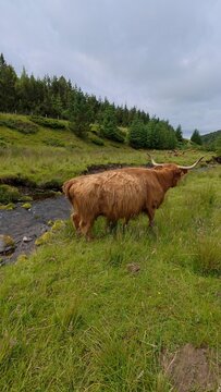 A Highland cow strolls through lush green fields near a gentle river, with rolling hills creating a peaceful countryside landscape.