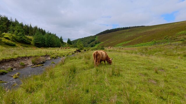 A Highland cow eats fresh grass beside a small river, surrounded by green hills and peaceful countryside landscapes under open skies.