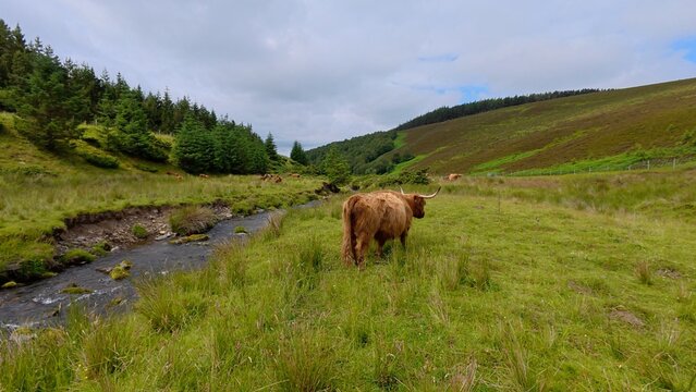 A Highland cow wanders through vibrant green fields beside a small river, surrounded by misty hills and peaceful countryside views.