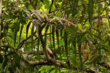 Capuchin monkey in a rainforest near Gamboa in Panama © Diana