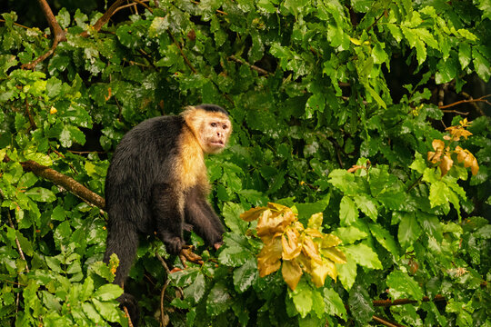 Capuchin monkey in a rainforest near Gamboa in Panama