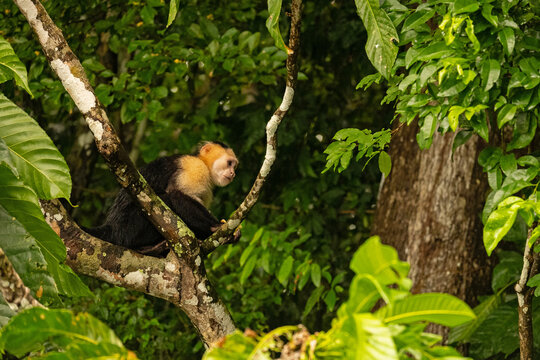 Capuchin monkey in a rainforest near Gamboa in Panama