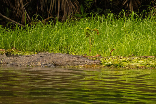 big crocodil at lake Gatun in Panama