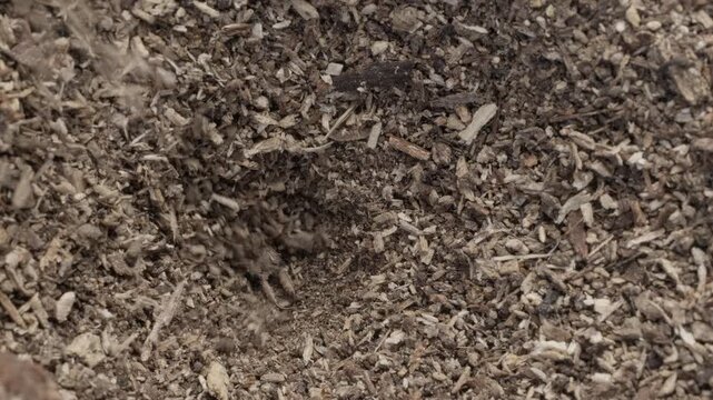 Macro shot of an antlion larva digging sand and building its funnel pit trap in soil, 4K video