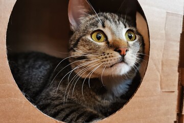 Naklejka premium Curious Tabby Cat Inside A Cardboard Box Looking Up With Wide Eyes And Sharp Whiskers.