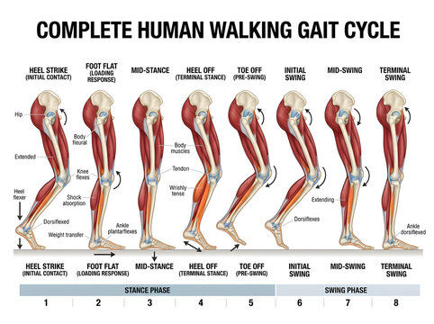 Human walking gait cycle anatomical illustration isolated on white background