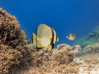 Angel Fish on Great Barrier Reef Australia © Pete Niesen Photo