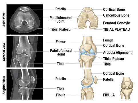 Knee joint anatomy diagram with axial coronal sagittal views isolated on white background