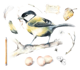 Watercolor hand drawn vintage set, great tit on branch with grass in break, eggs, feather, butterfly, autumn leaf, pencil isolated on white background. Bird illustration for garden, woodland design © rom-anni