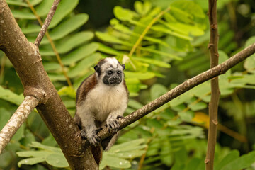 Fototapeta premium Geoffroy's tamarin monkey in Panama