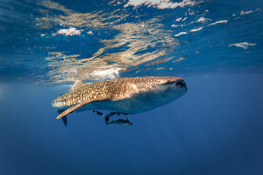 Close up Underwater view of whale shark at the surface turning aside right in front of photographer,  Rhincodon typus,  Whale shark ,  Rhincodon typus,