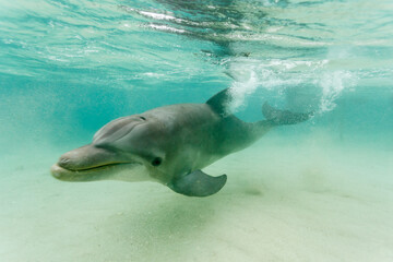 Bottlenose dolphin swimming underwater © Pete Niesen Photo