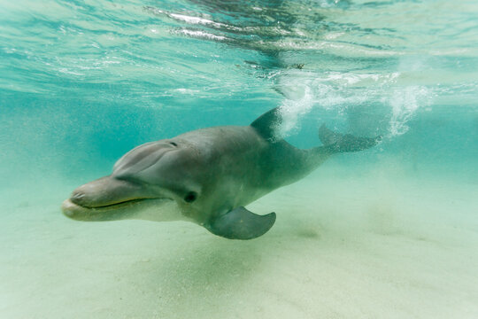 Bottlenose dolphin swimming underwater