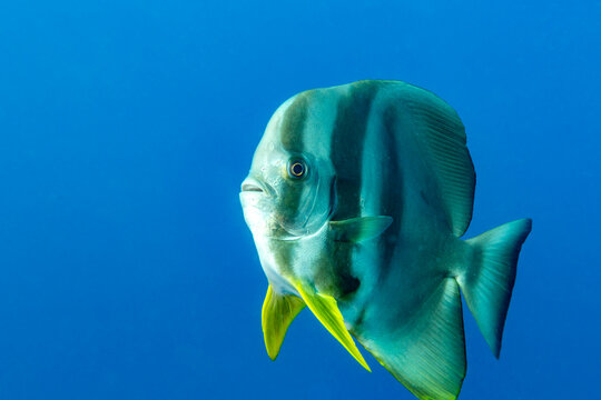 A batfish (Platax orbicularis) swims in the blue ocean.