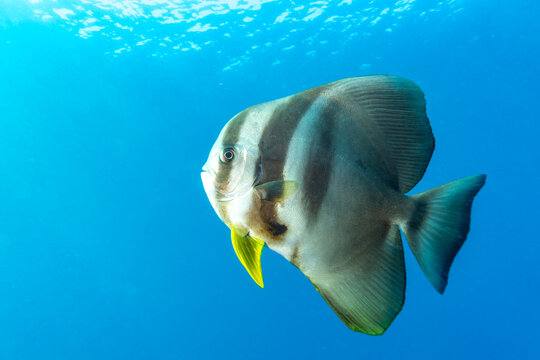A batfish (Platax orbicularis) swims in the clear blue ocean water.