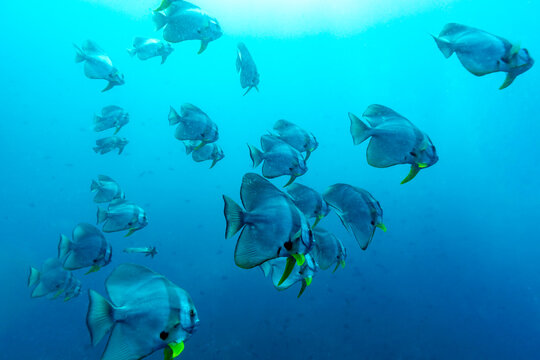 A school of Batfish (Platax orbicularis) swims in clear blue ocean water.