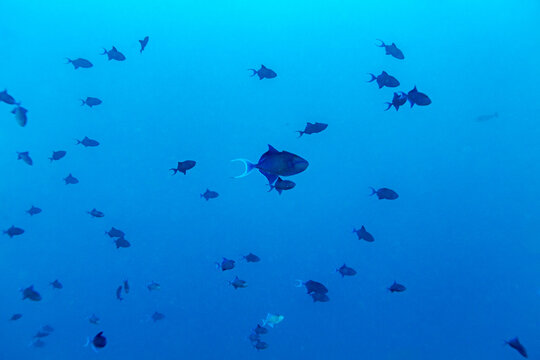 A school of triggerfish swims in the clear blue ocean.
