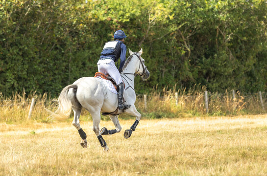 Event Rider and horse cantering across a dry summer field on a cross country course. Horse and rider in cross country gear. Sport horse in action. Equestrian.