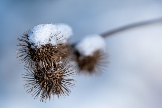 Snow-covered burdock seed head in winter, close-up macro with soft background