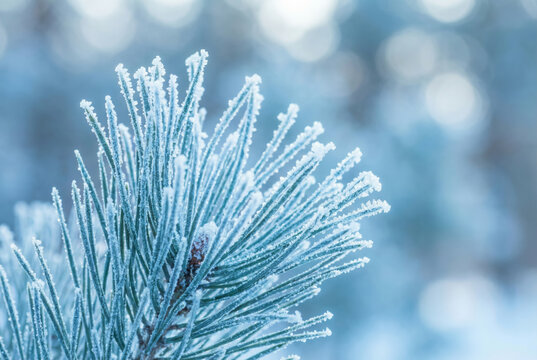 Close-up frosted pine needles winter background with icy blue tones for nature wallpaper and seasonal design