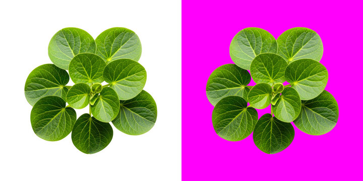 Fresh green Polyscias scutellaria leaves plant cluster top view isolated on bright color background