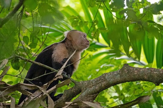 Capuchin monkey in a rainforest near Gamboa in Panama