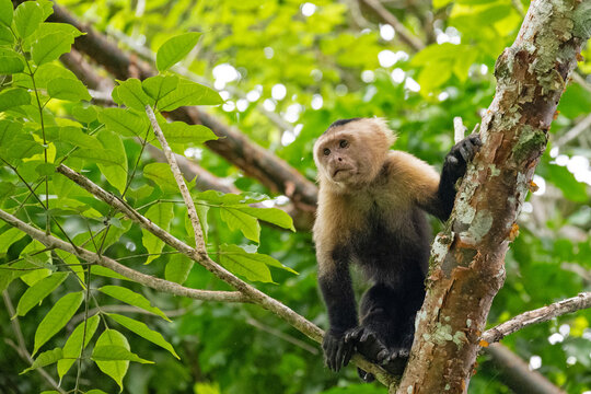 Capuchin monkey in a rainforest near Gamboa in Panama