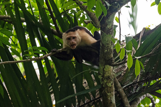 Capuchin monkey in a rainforest near Gamboa in Panama