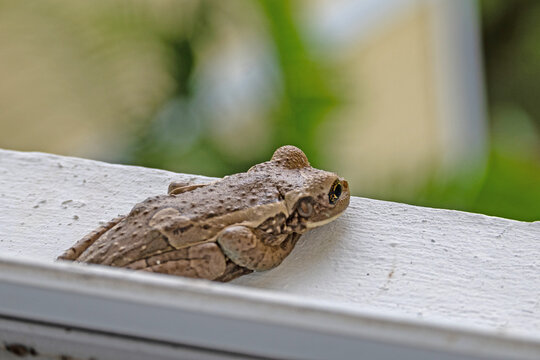 brown frog on a window board in Panama