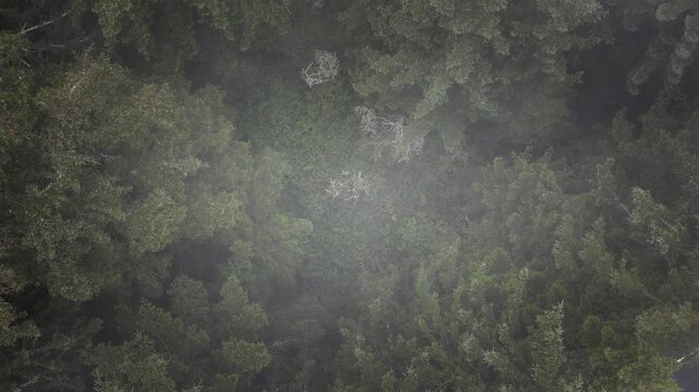 Slow descent from the fog to the green forest floor