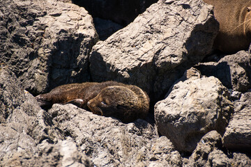 Fototapeta premium New Zealand Sea Lion Pup in Its Natural Habitat 