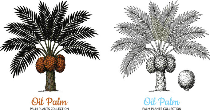 Oil palm tree with ripe fruit bunches hand drawn vintage botanical engraving line art vector collection illustration