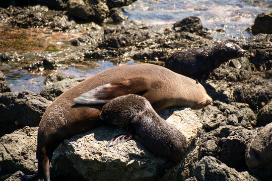 New Zealand Sea Lion Mother and Pup at Cape Palliser