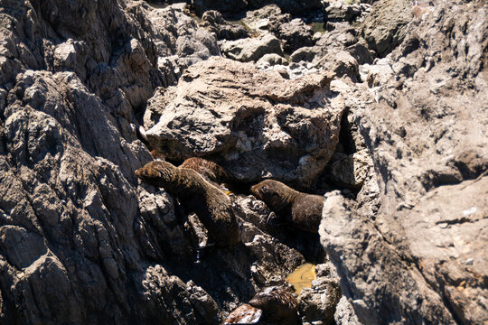 Young New Zealand Sea Lion on the Coast of Cape Palliser