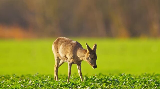 European Roe Deer Searching for Food in Agricultural Landscape During Winter Sunrise, 4K Wildlife Footage