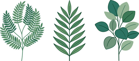 Set of three tropical green leaf branches including fern palm and eucalyptus foliage vector illustration © Masud