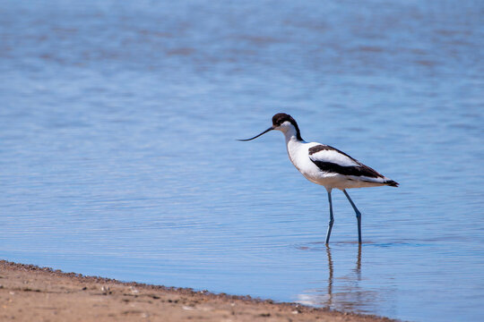 Pied avocet in a salt flat in Chiclana, Spain.