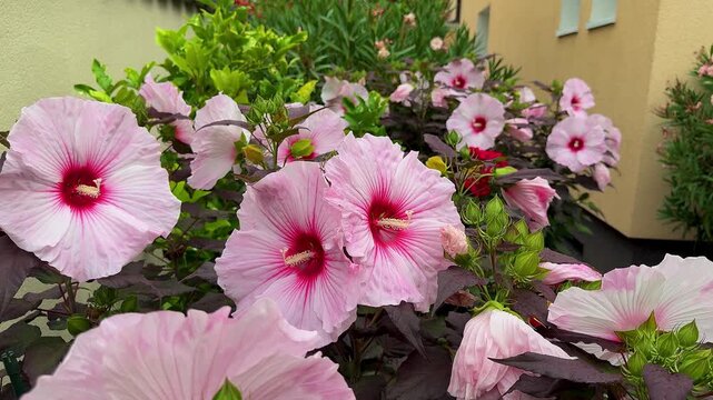 Pink Hibiscus Flowers with Red Center Blooming in Garden, Close-Up, vertical video

