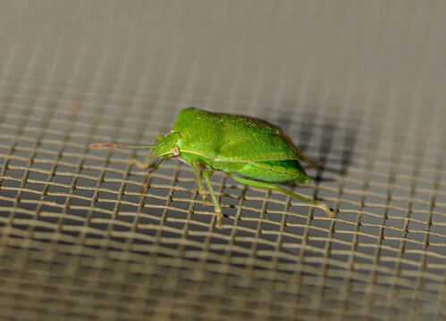 Green bug exploring the surface of a mesh screen during a sunny afternoon in a garden