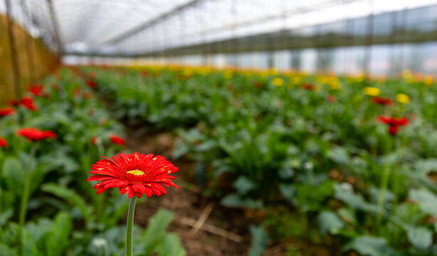 Vibrant red gerbera daisy blooming in greenhouse garden