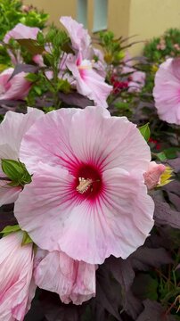 Pink Hibiscus Flowers with Red Center Blooming in Garden, Close-Up, vertical video
