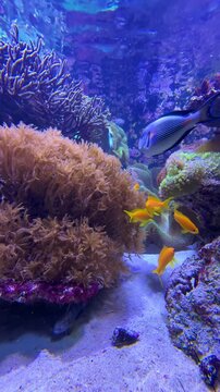 tropical fish of different colors swimming in coral reef , vertical video