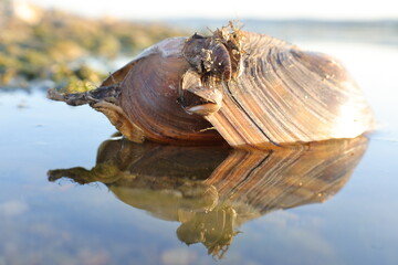 Obraz premium Mussel shell mirrored in still water at a reservoir edge in evening light.