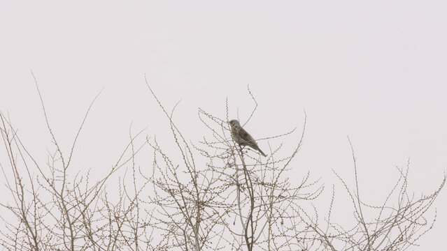 A small bird perched on bare branches against a pale sky. The scene captures the essence of nature in winter, highlighting the bird's solitude.