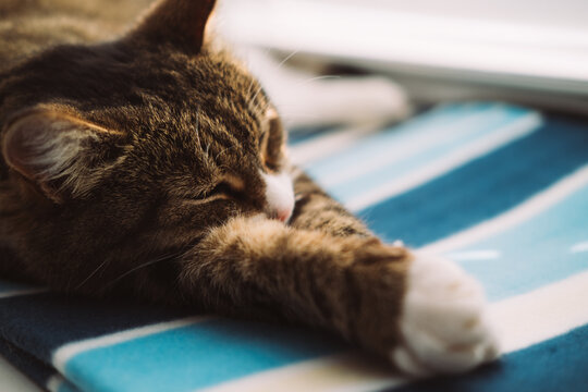 A brown tabby cat with white paws is resting on a blue and white striped surface. The cat appears relaxed and comfortable in a cozy indoor setting.