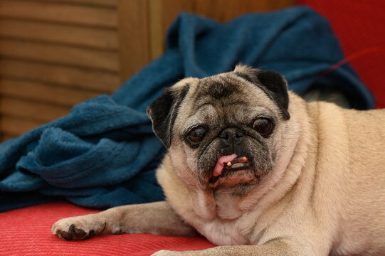 Charming pug lounging comfortably on a cozy red sofa with a soft blue blanket in a warm, inviting living room setting