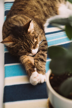 A relaxed tabby cat lies on a striped blanket. The cat has brown and black fur with white paws. A green plant is visible nearby.