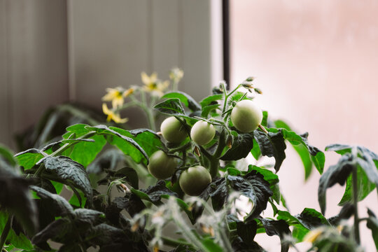 Green tomato plant with unripe tomatoes and yellow flowers near a window. The leaves are lush and healthy, indicating growth and vitality.