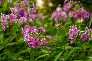 Obraz premium In a garden, flowers phlox bloom during spring time displaying bright shades of pink. Butterflies and bees fly around collecting nectar while the sun shines